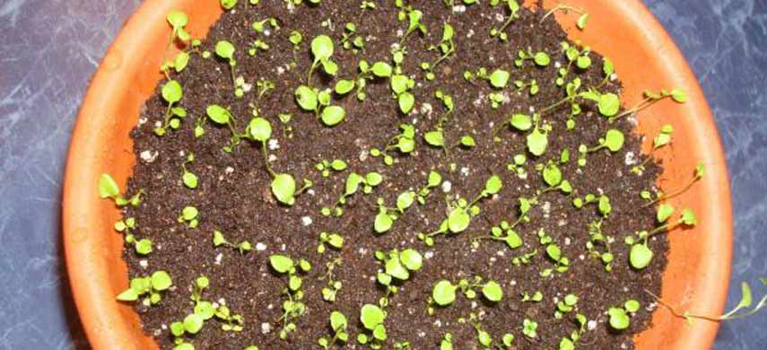 Как вырастить лобелию из семян2