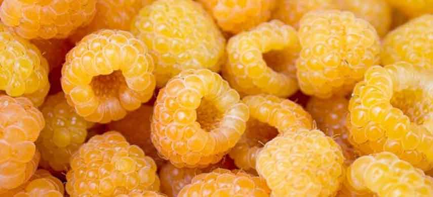 Золотая ягода-малина: обзор лучших желтоплодных сортов
