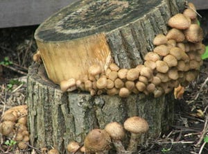 Посадка и выращивание опят из мицелия на древесных палочках фото №2