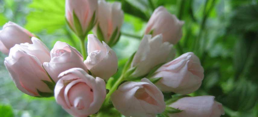 Описание и выращивание тюльпановидной герани фото 2