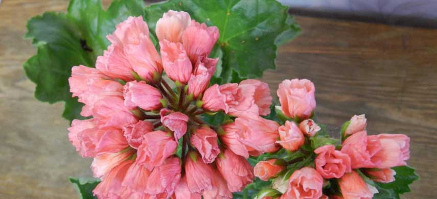 Описание и выращивание тюльпановидной герани фото 3