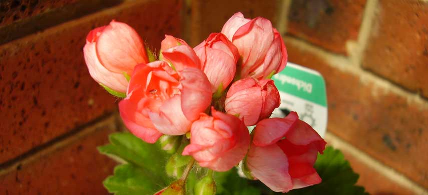 Описание и выращивание тюльпановидной герани фото 4