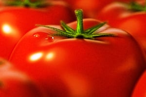 Какой сорт помидоров выбрать для выращивания