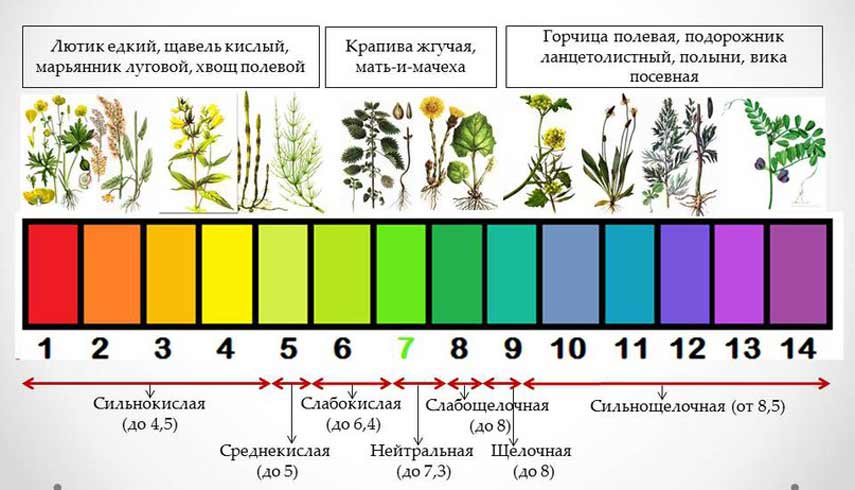 Растения-индикаторы кислотности