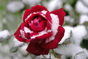 Можно ли обрезать розы зимой