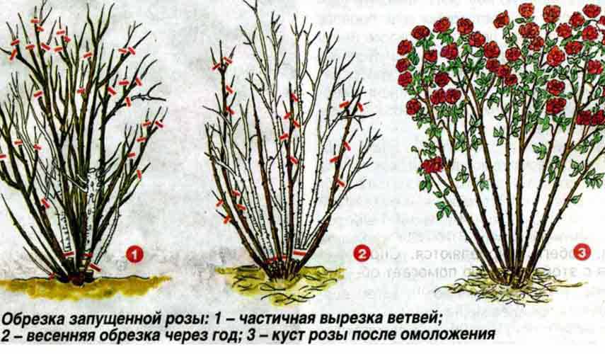 Плетистые розы: сорта, посадка и обрезка, подготовка к зиме