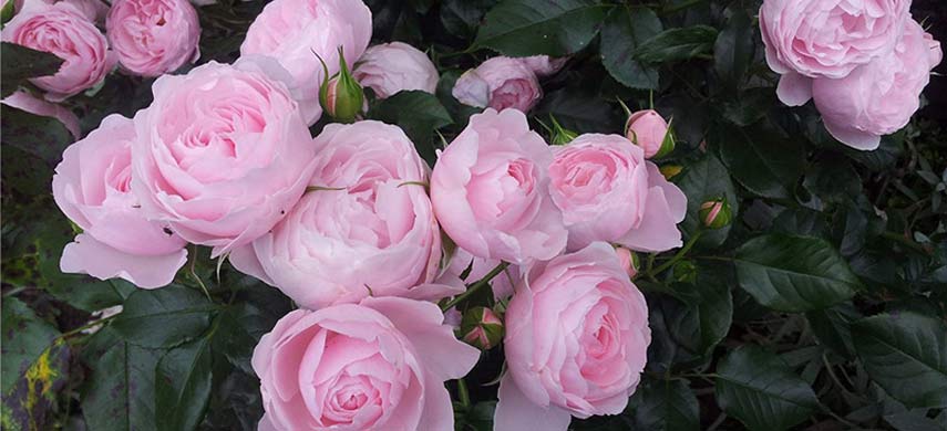 Укрощение строптивых – какие сорта роз выбрать начинающему цветоводу
