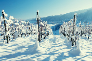 Выращивание винограда в Сибири фото 1