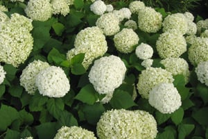 зеленеют цветки у белой гортензии