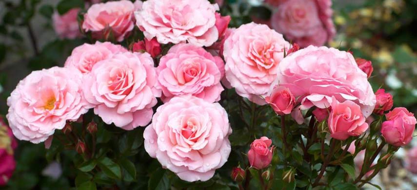 Укрощение строптивых – какие сорта роз выбрать начинающему цветоводу