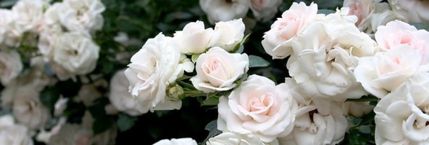 В чем отличия розы флорибунды от чайно-гибридной, есть ли разница