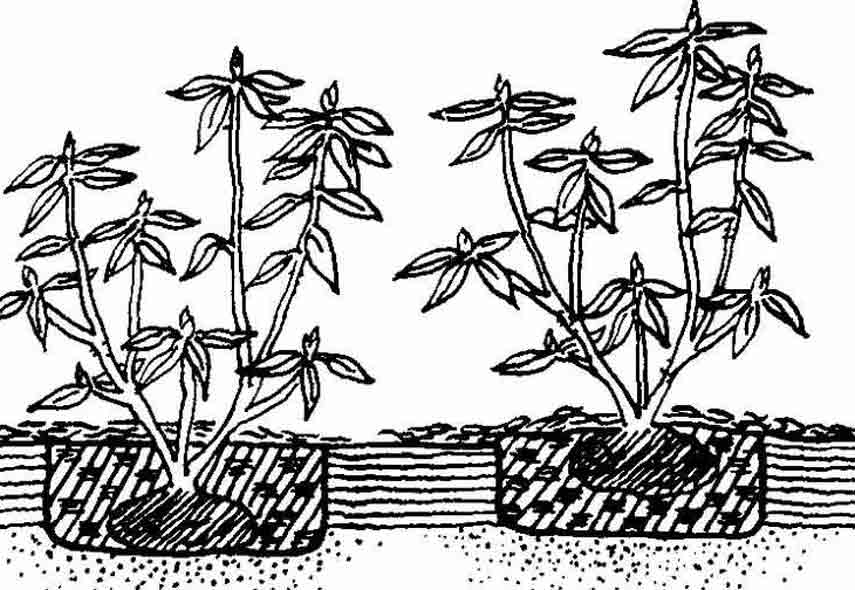 Рододендрон – посадка и уход в открытом грунте, выращивание, фото, описание кустарника