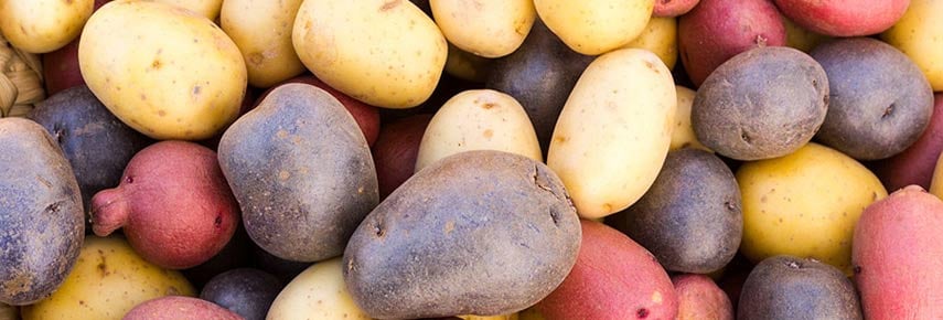 Выращивание картофеля на дачном участке - секреты больших урожаев