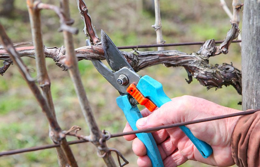 Обрезка винограда весной - сроки и техника проведения, инструкция
