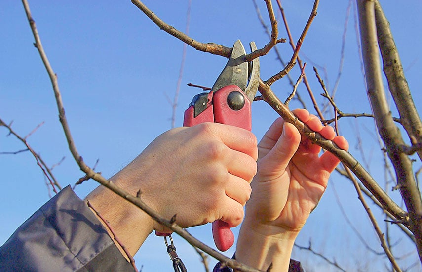 Обрезка яблони весной – как увеличить урожай в 2 раза