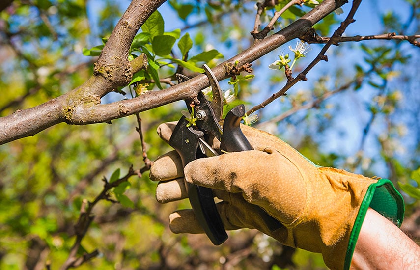Обрезка яблони весной – как увеличить урожай в 2 раза