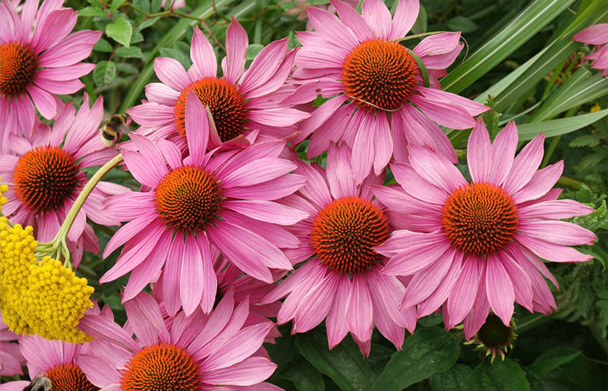 7 красивых цветов для засушливого сада