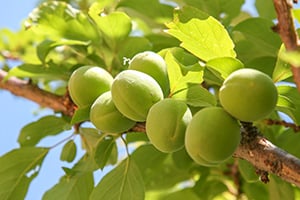 почему опадают зелёные плоды абрикосов