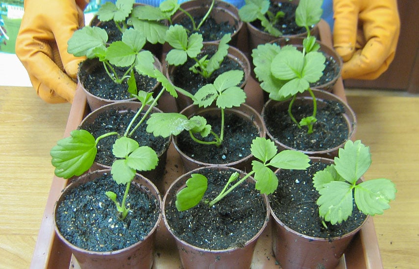 выращивание земляники в домашних условиях