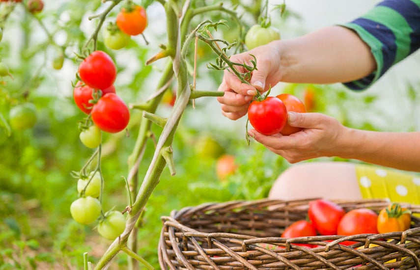 Рассада томатов: пикировка, поливы и подкормки до высадки в открытый грунт