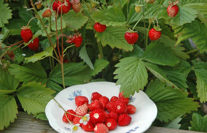 «Гигантелла» – неприхотливая клубника с большими ягодами