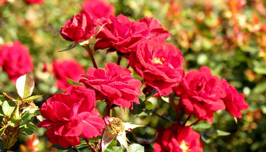 Как выращивать английские и канадские розы в холодном климате: секреты садоводства