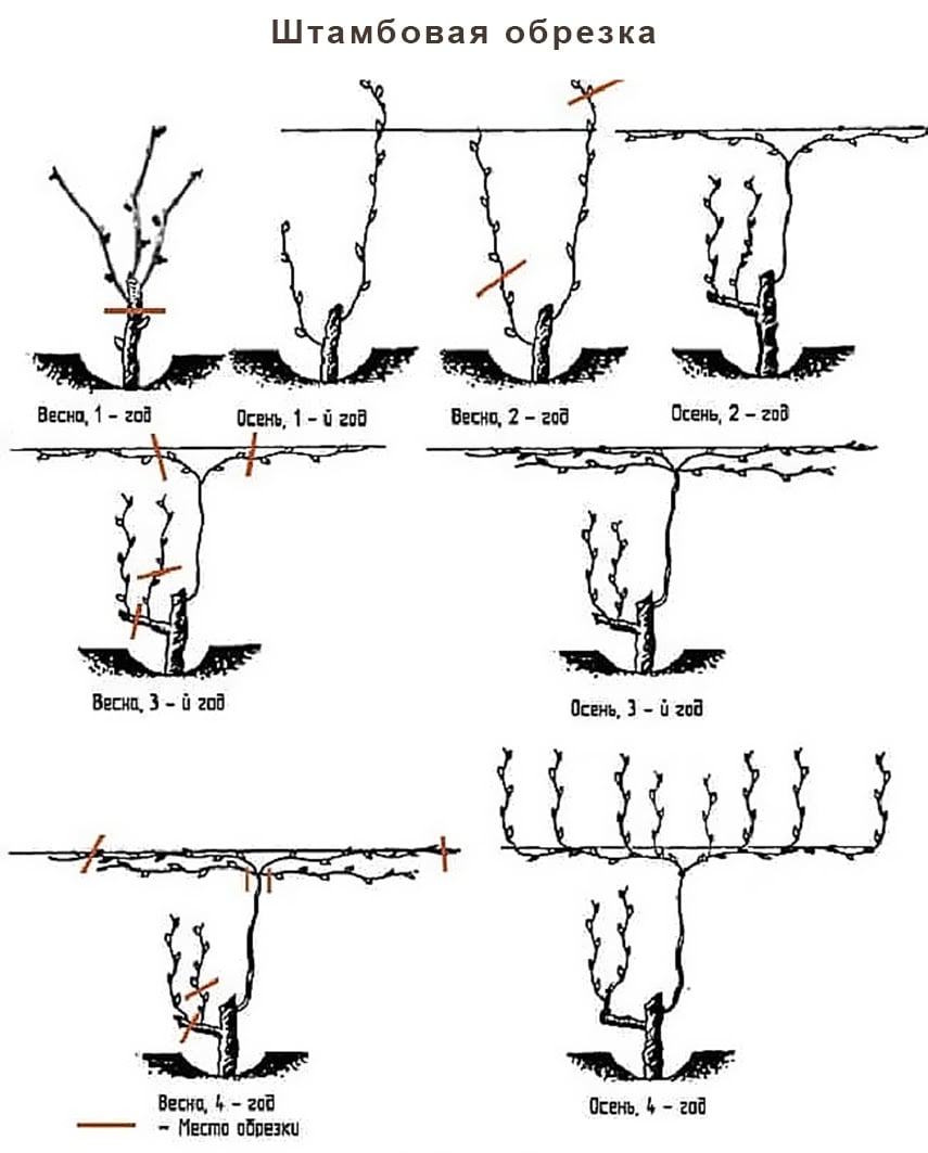 Обрезка Винограда Весной - Сроки И Техника Проведения, Инструкция