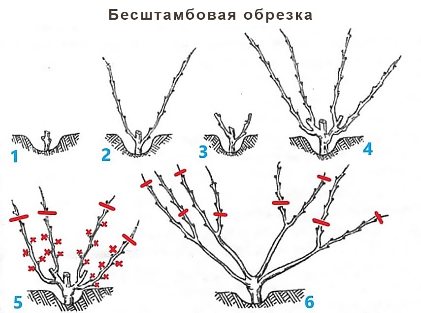 Обрезка Винограда Весной - Сроки И Техника Проведения, Инструкция