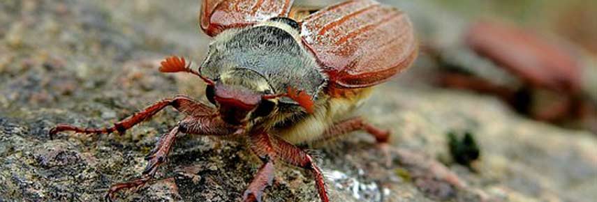 Превентивные меры или как бороться с майским жуком на участке и клубнике?
