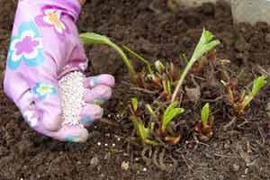 Чем подкормить клубнику весной, чтобы увеличить урожай в два раза