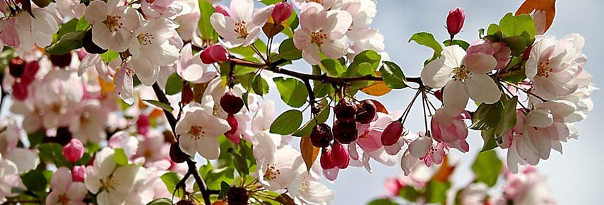 Посадка яблони весной: сроки, правила укоренения