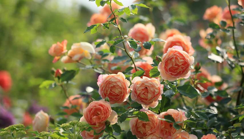 Основные характеристики парковых роз