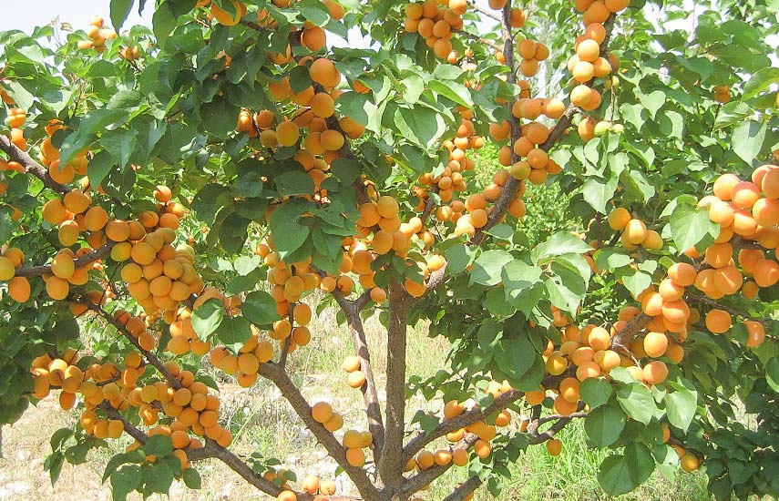 Чем подкормить абрикос после цветения