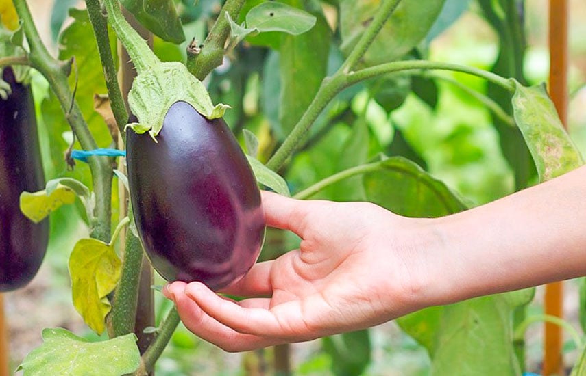 Как выращивать баклажаны в теплице: секреты успешного роста и урожая