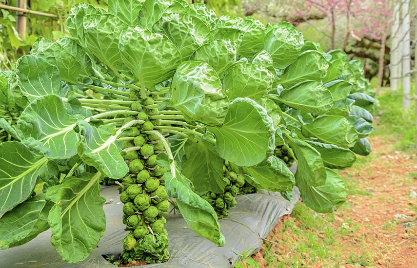 Как вырастить брюссельскую капусту: посев, пикировка, удобрения