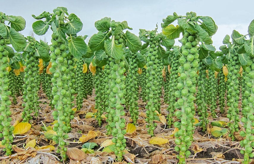 Выращивание брюссельской капусты
