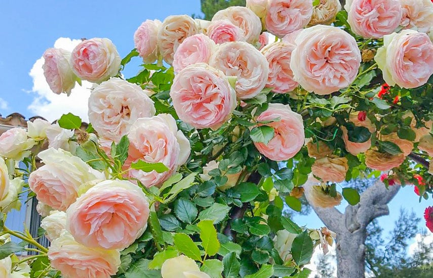 Пышноцветущие розы: ТОП-7 лучших сортов