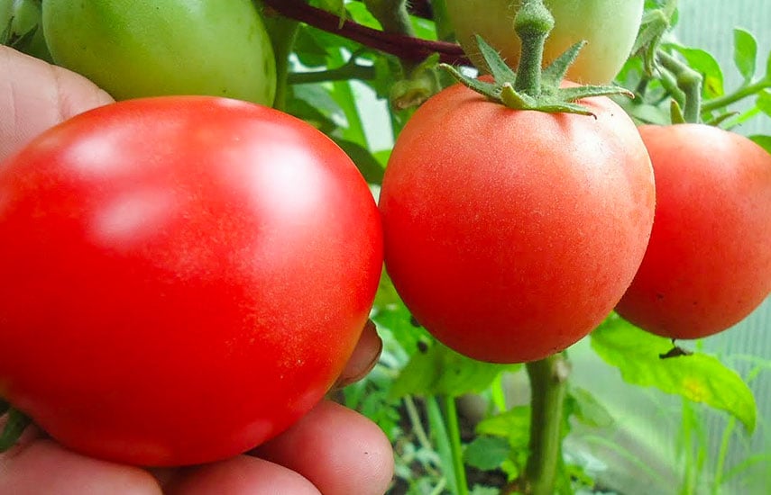 Что значит штамбовые томаты