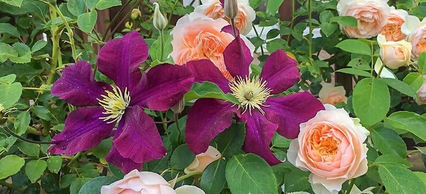 Компаньоны для роз — планируем идеальный цветник | Полезные статьи на блоге GradinaMax