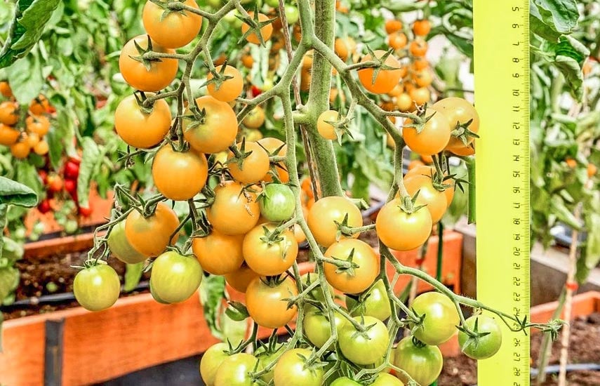 Как посадить томаты на подоконнике | Полезные статьи на блоге Беккер