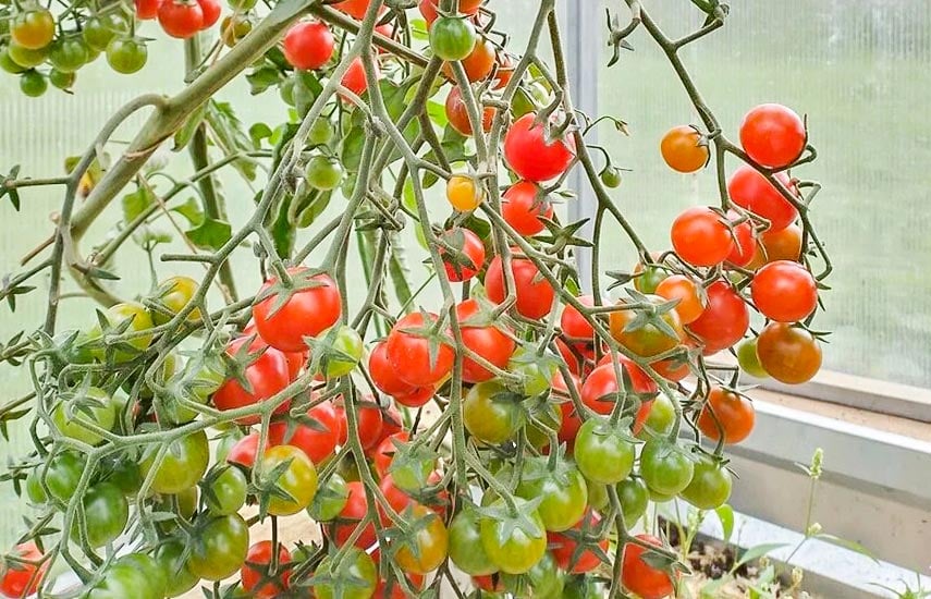 Как посадить томаты на подоконнике