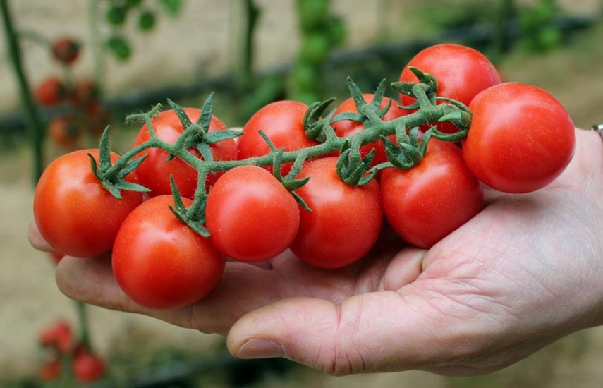 Как посадить томаты на подоконнике