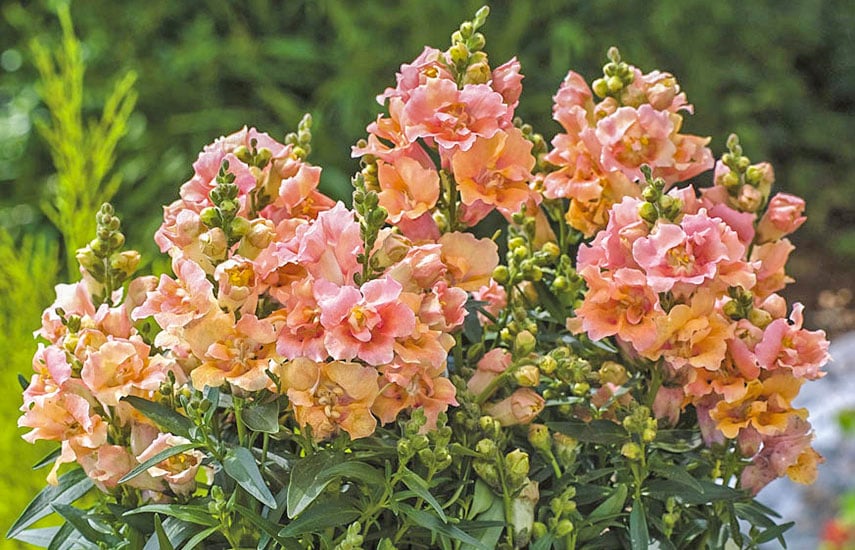 Многолетние луковичные цветы для сада (фото и названия)