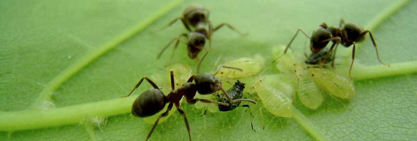 Народные средства и рецепты для уничтожения муравьев