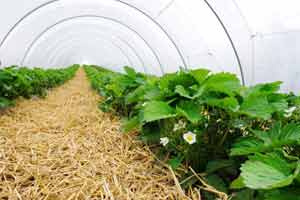 Как выращивать клубнику в теплице и получать урожай круглый год