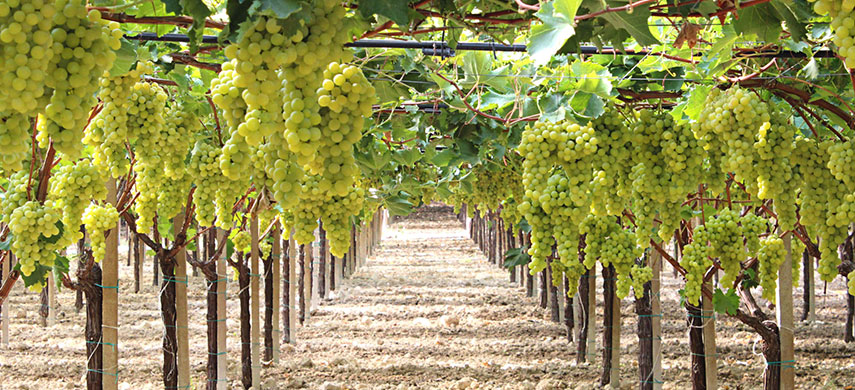 Особенности выращивания винограда в средней полосе России