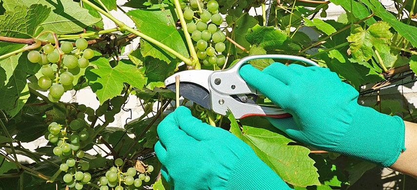 Как правильно обрезать и укрывать виноград на зиму