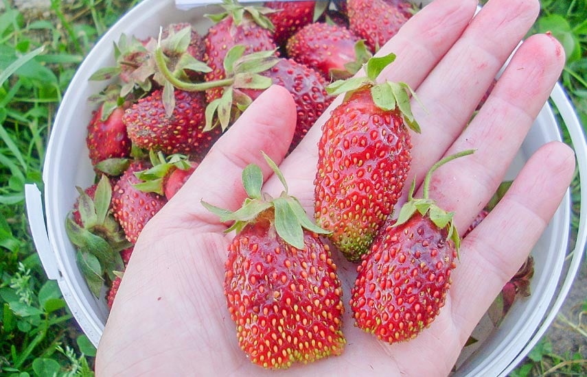 Земляника Купчиха: все о посадке ягоды с царским вкусом