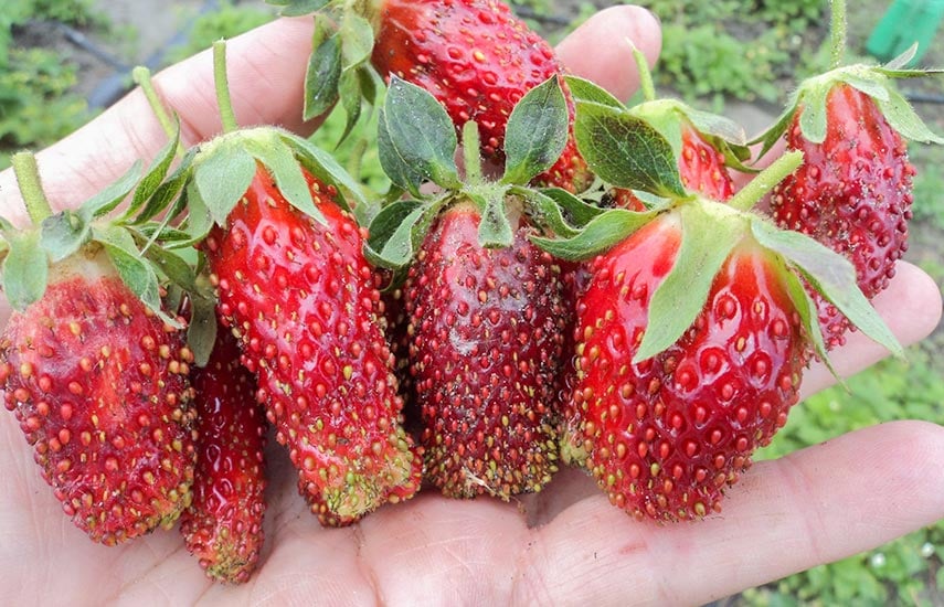 Земляника Купчиха: все о посадке ягоды с царским вкусом