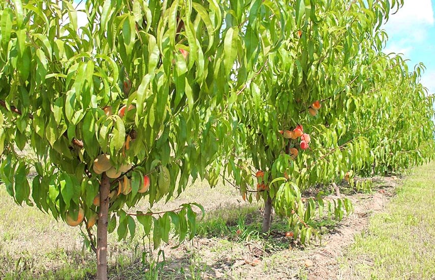 Как посадить персик?